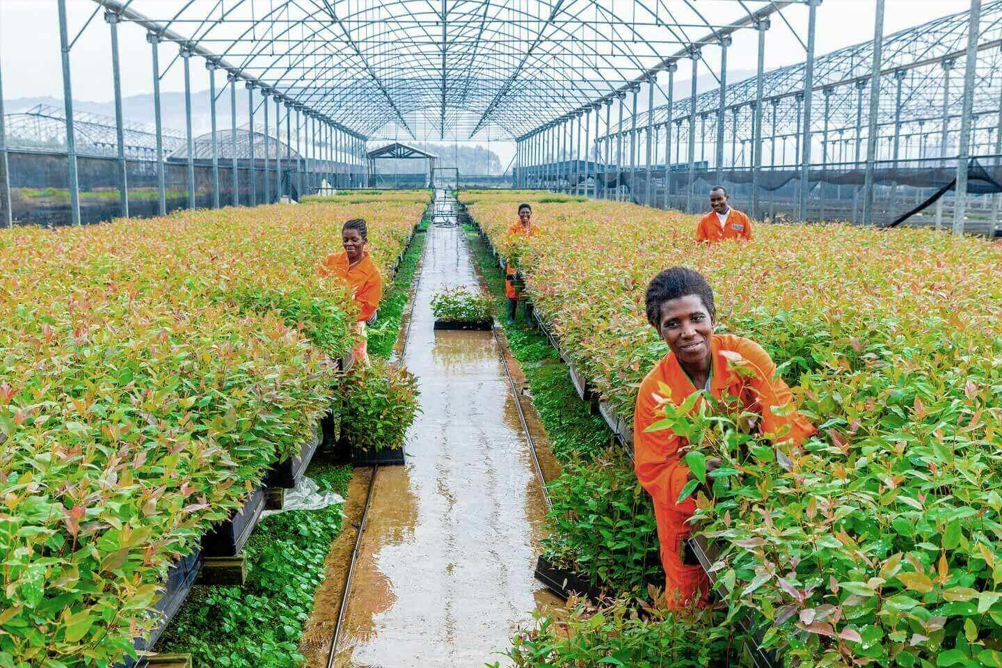 Workers in tree nursery