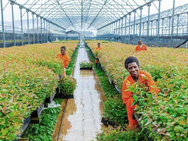 Workers in tree nursery