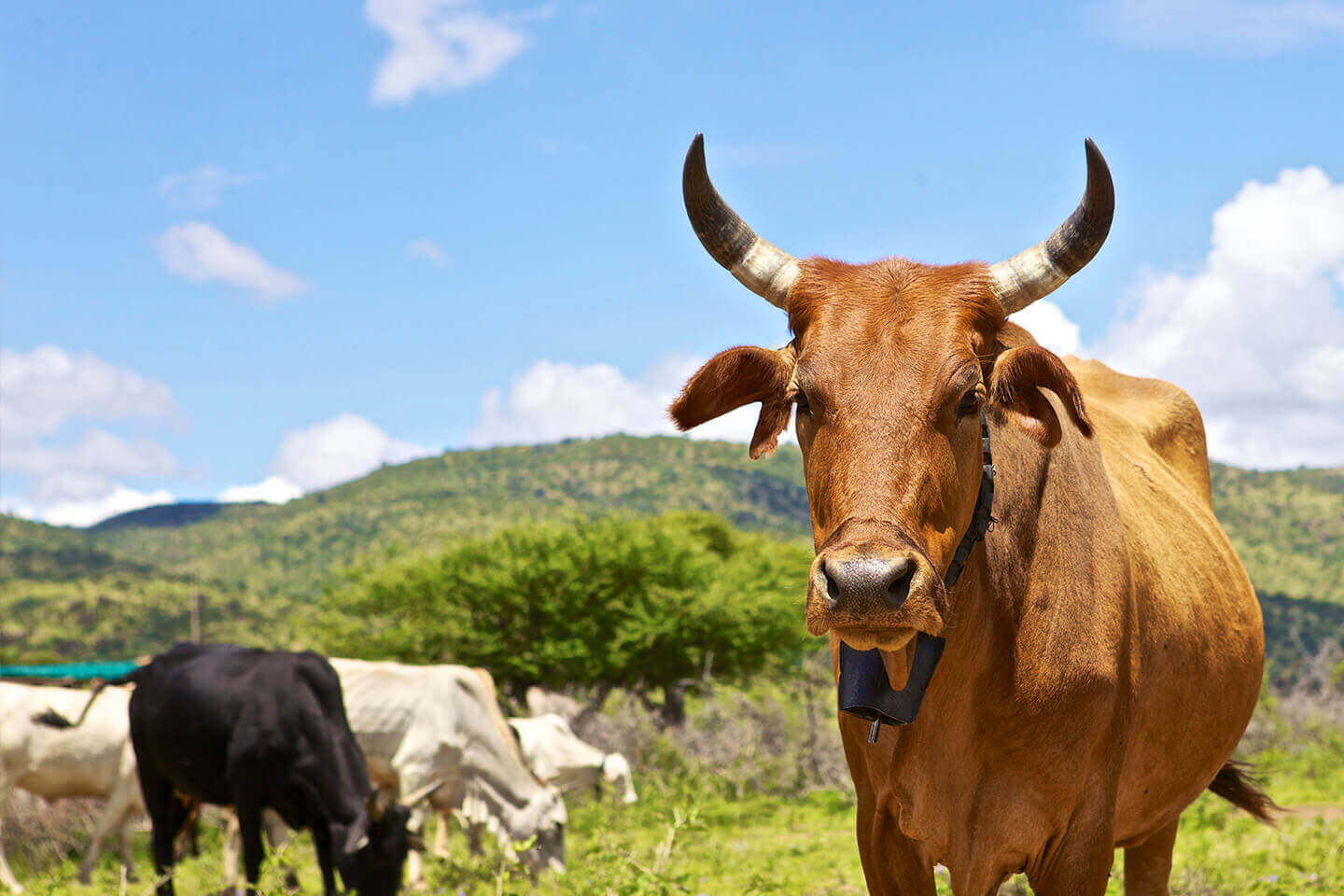 Investors express an appetite for funding the Kenyan livestock sector