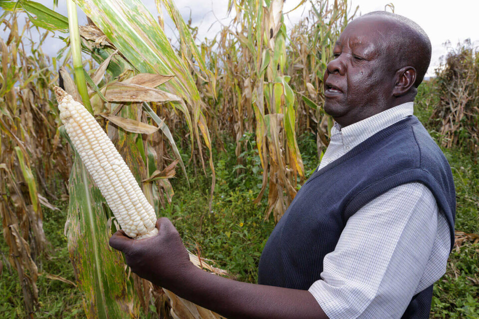 Man holding maize cob in field