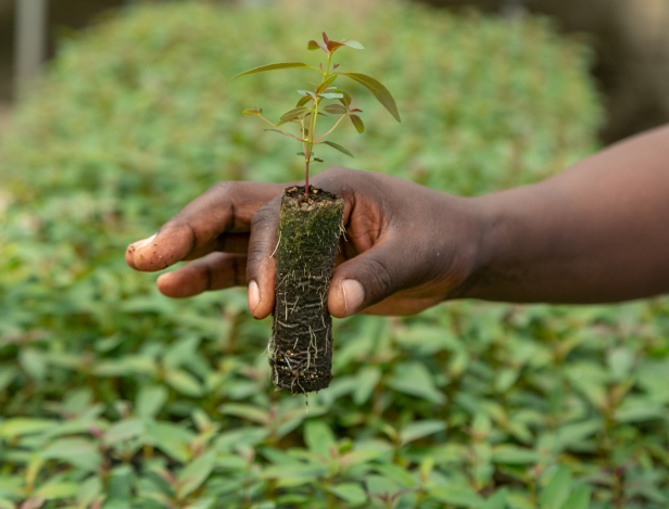 Hand holding a seed