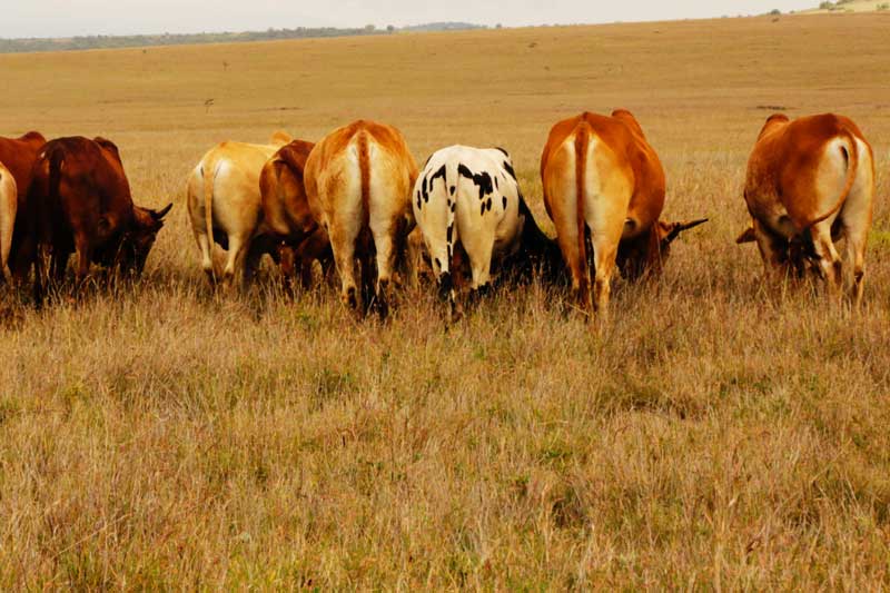 Pathways To Systemic Change in Kenya's Livestock Sector Gatsby Africa