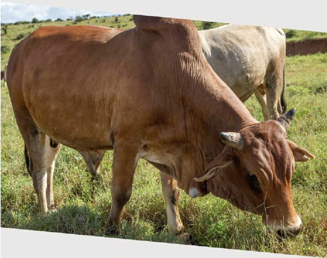 A Mapping and Analysis of Livestock Finishing and Fattening Enterprises