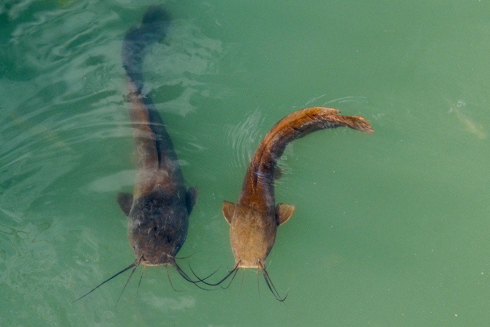 two catfish swimming in clear water